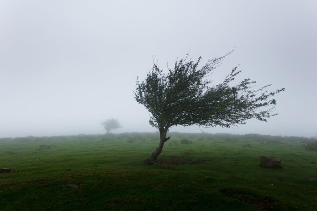 Lonely tree on a windy mound